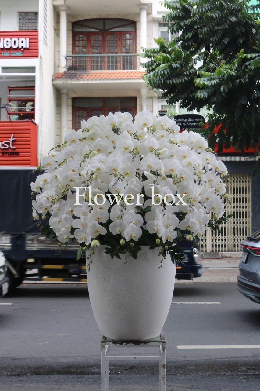 Chậu Lan Tết 30 cành - FBOR 024