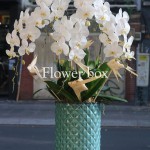 Chậu Lan Tết 5 cành - FBOR 060