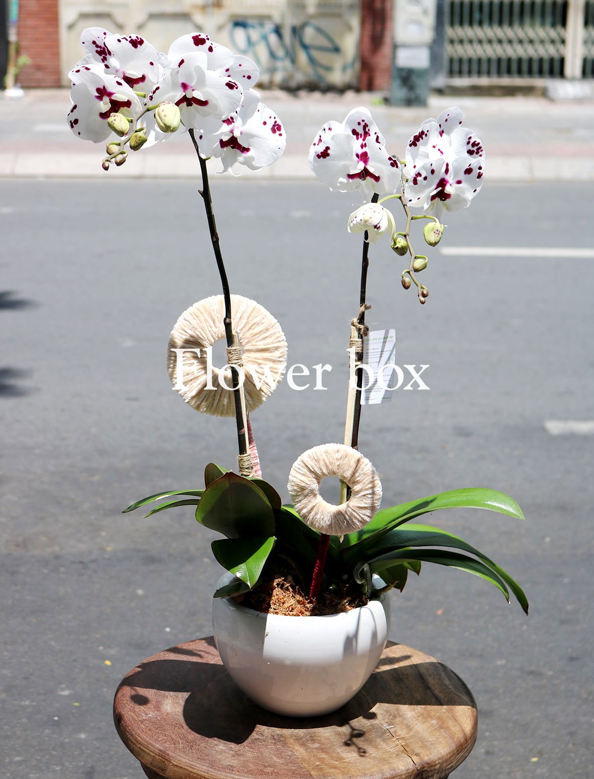 Chậu Lan Tết 2 cành - FBOR 075