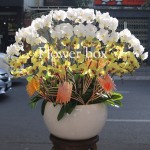 Chậu Lan Tết 36 cành - FBOR 074