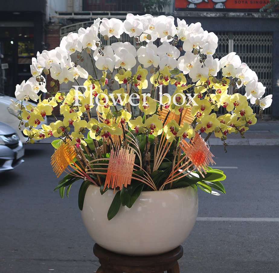 Chậu Lan Tết 36 cành - FBOR 074
