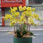 Chậu Lan Tết 7 cành - FBOR 020
