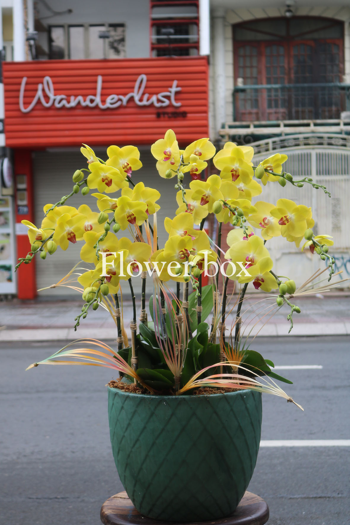 Chậu Lan Tết 7 cành - FBOR 020