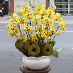 Chậu Lan Tết 15 cành - FBOR 027