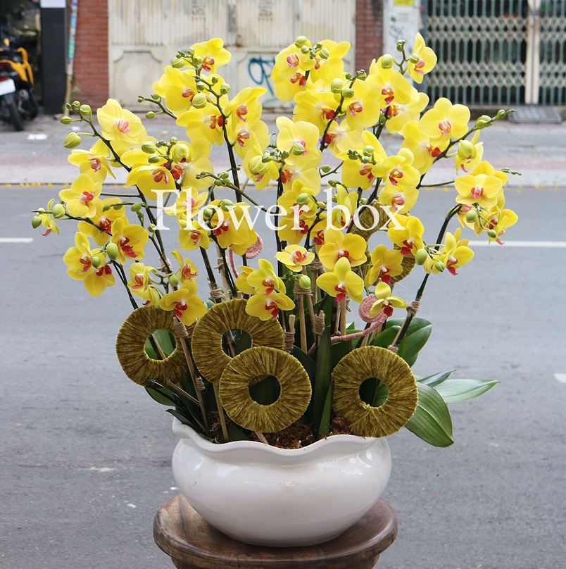 Chậu Lan Tết 15 cành - FBOR 027