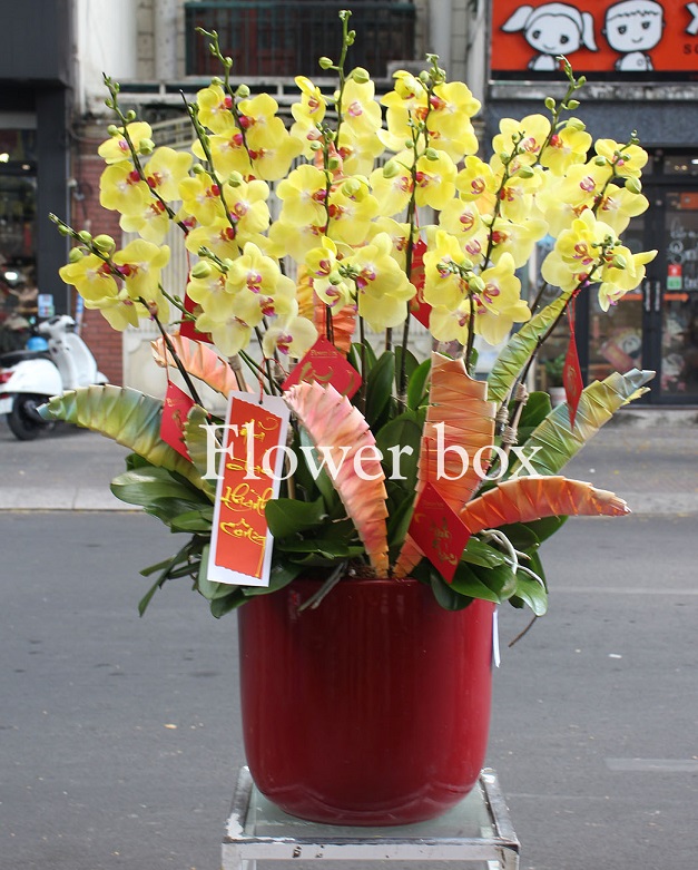 Chậu Lan Tết 15 cành - FBOR 066