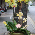 Chậu Lan Tết 2 cành - FBOR 061