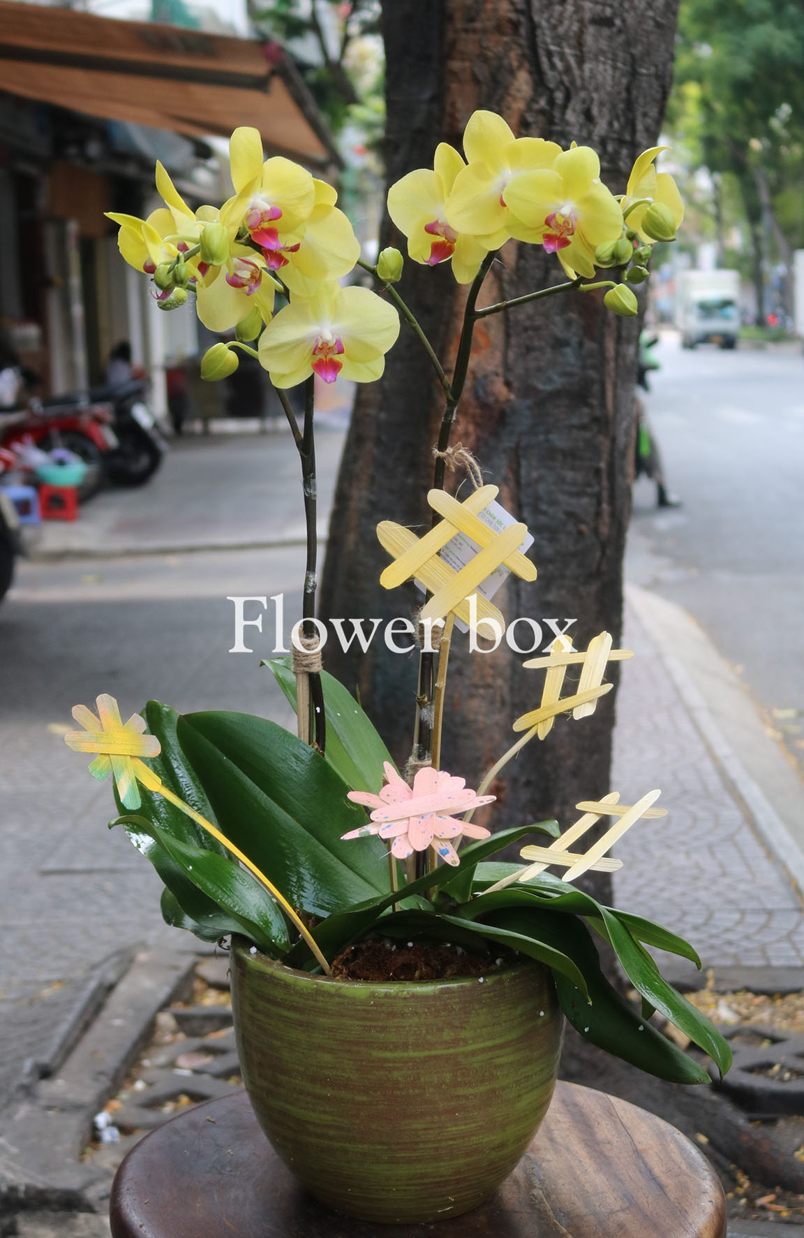 Chậu Lan Tết 2 cành - FBOR 061