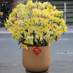 Chậu Lan Tết 25 cành - FBOR 064