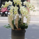 Chậu Lan Tết 5 cành - FBOR 058