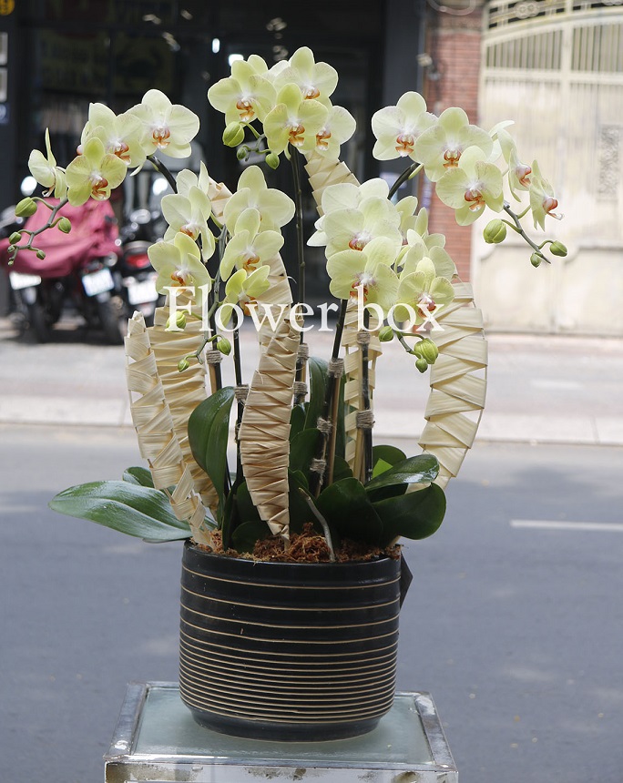 Chậu Lan Tết 5 cành - FBOR 058