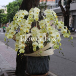Chậu Lan Tết 10 cành - FBOR 038