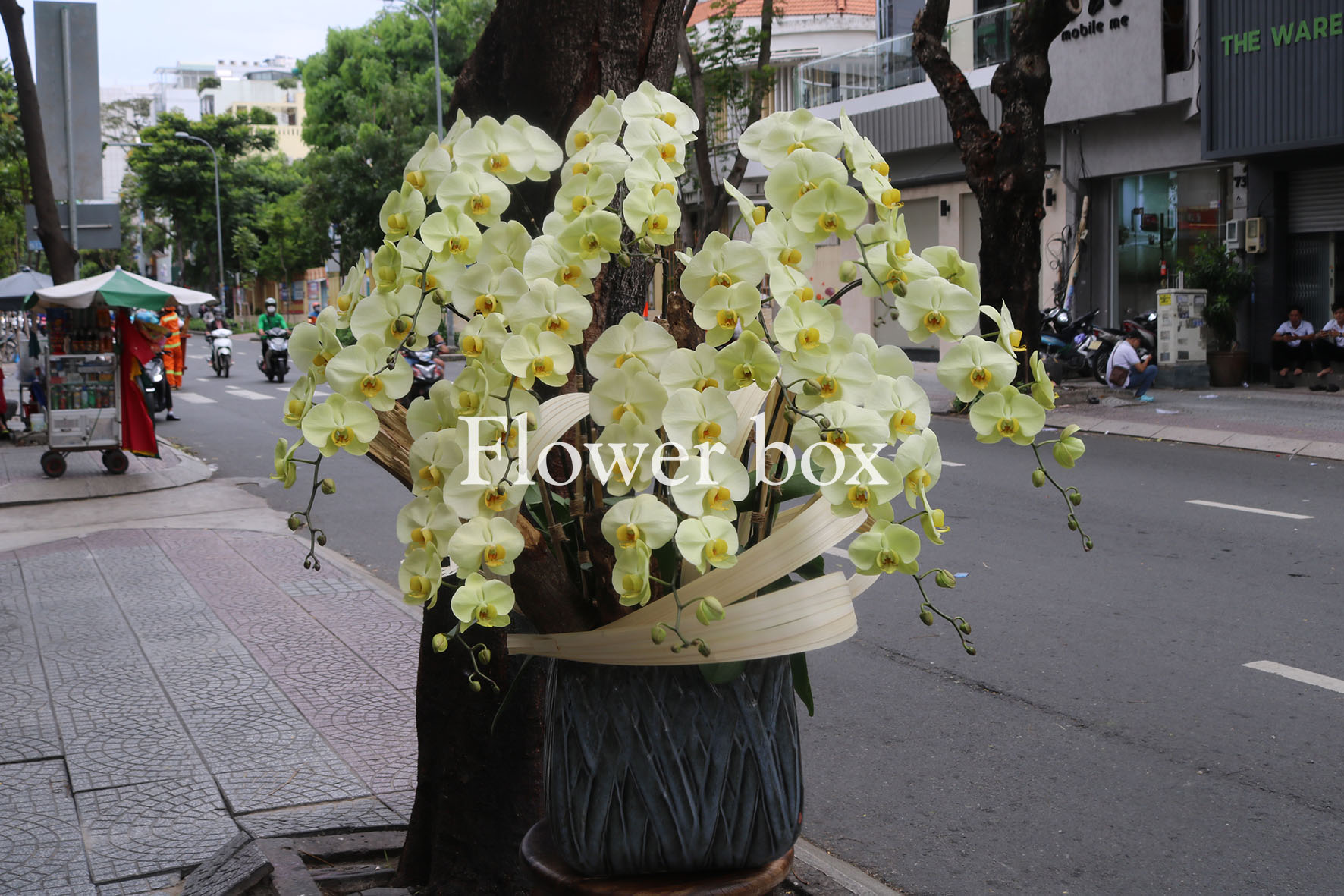 Chậu Lan Tết 10 cành - FBOR 038