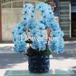 Chậu Lan Tết 5 cành - FBOR 054