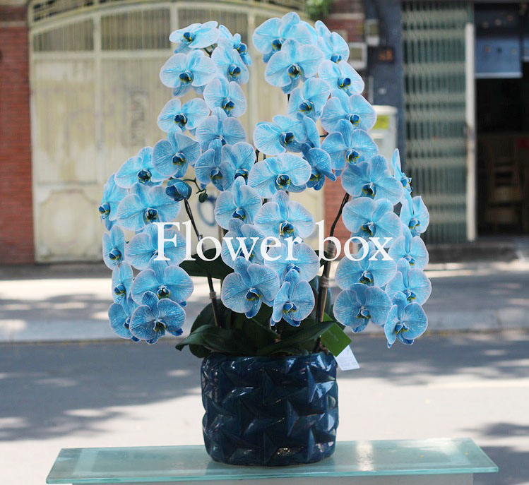Chậu Lan Tết 5 cành - FBOR 054
