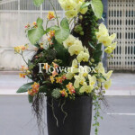 Chậu Lan Tết FBNG007