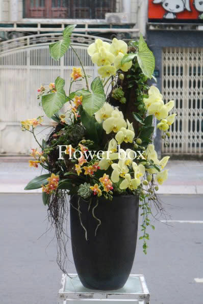 Chậu Lan Tết FBNG007