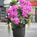 Chậu Lan Tết FBNG010
