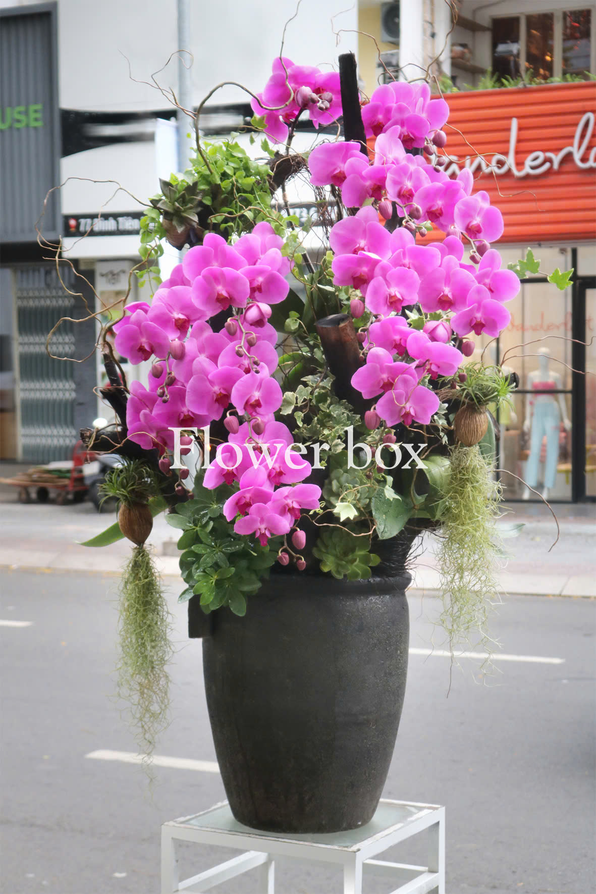 Chậu Lan Tết FBNG010