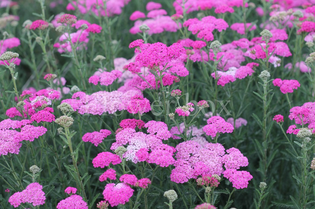 SHOOTING-25.2.2014-100