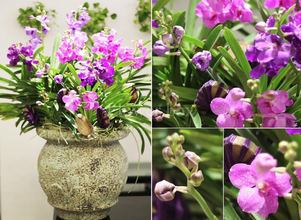 Vanda TIM